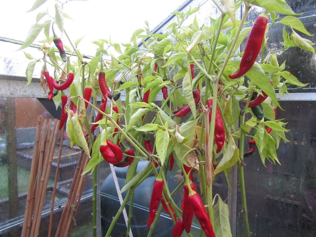 paprika roční
