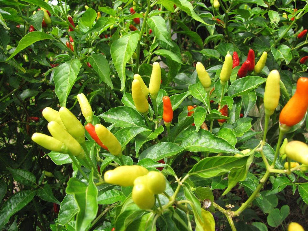 paprika křovitá
