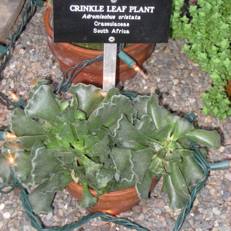 adromischus chocholatý