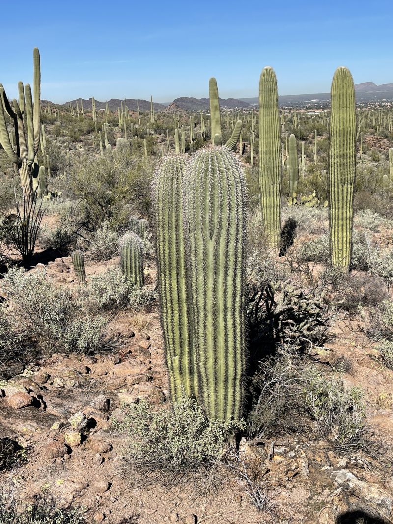 saguaro