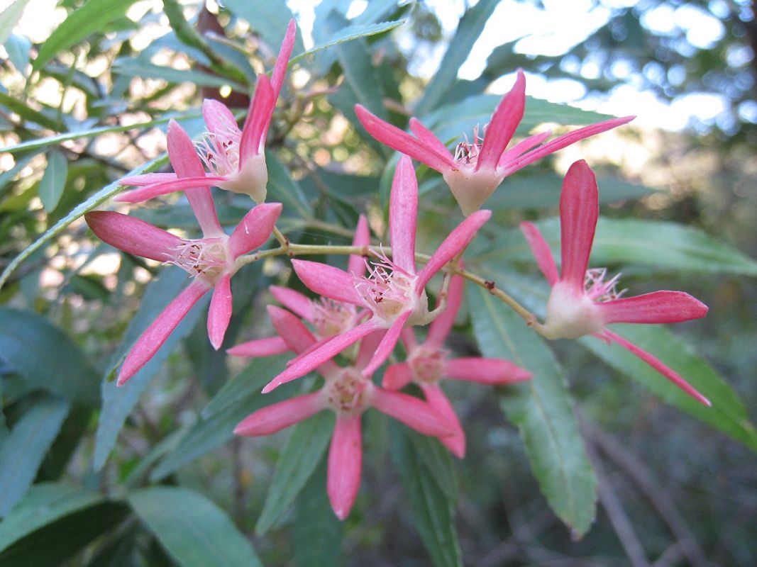 ceratopetalum gumovité