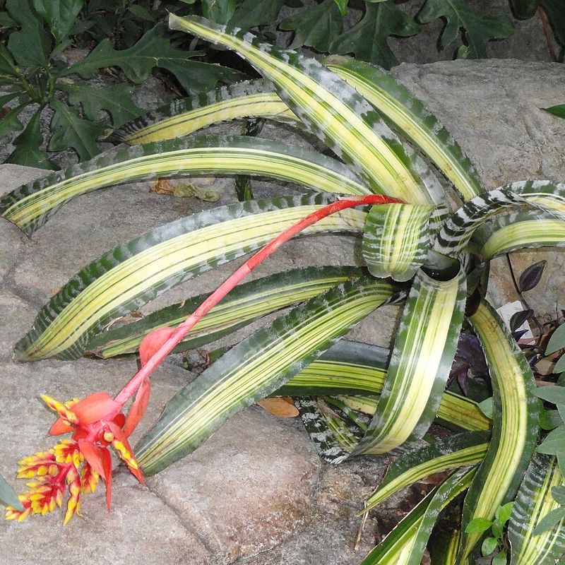 bromélie Chantini