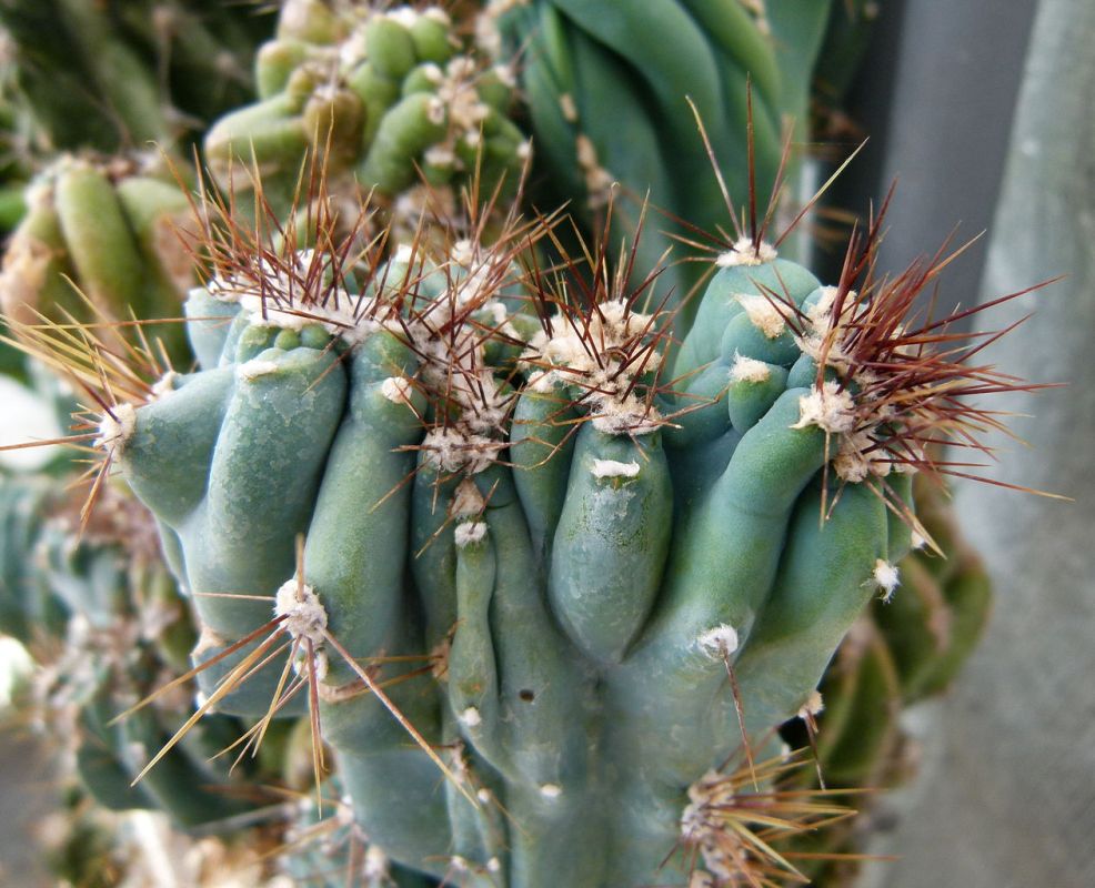 cereus peruánský