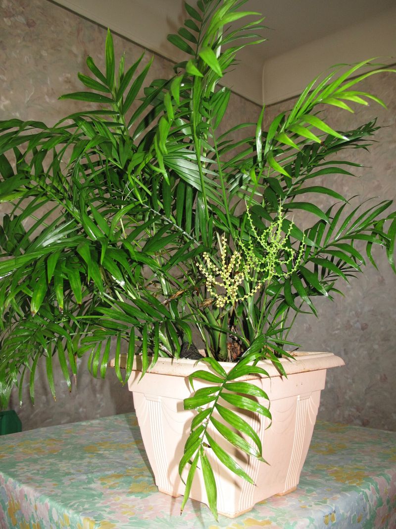 chamaedorea elegantní
