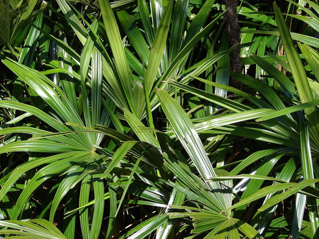 chamaedorea Seifrizova