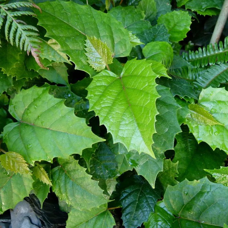 cissus australský