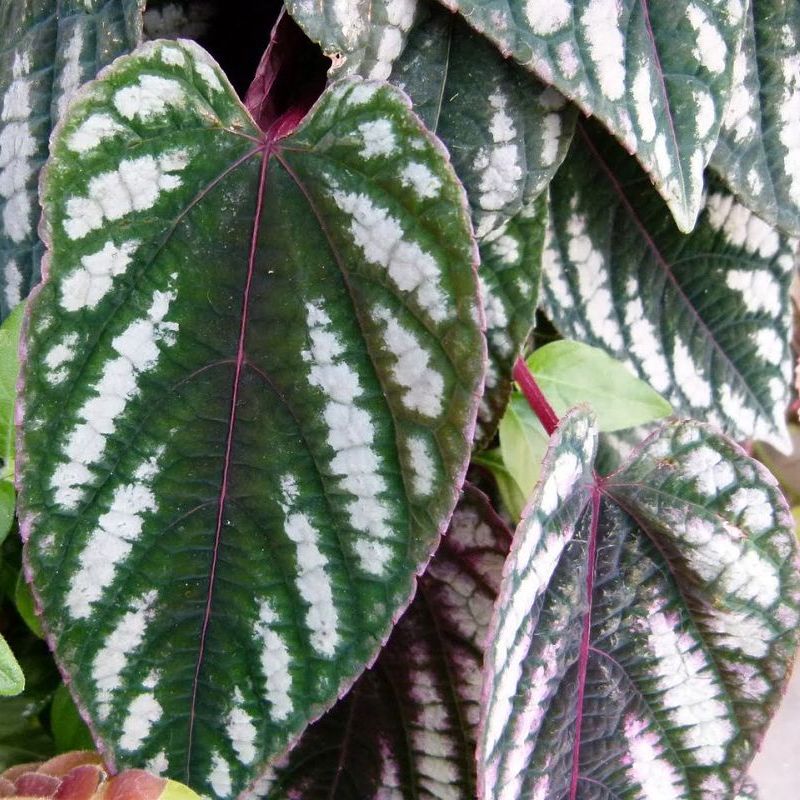 cissus dvoubarevný