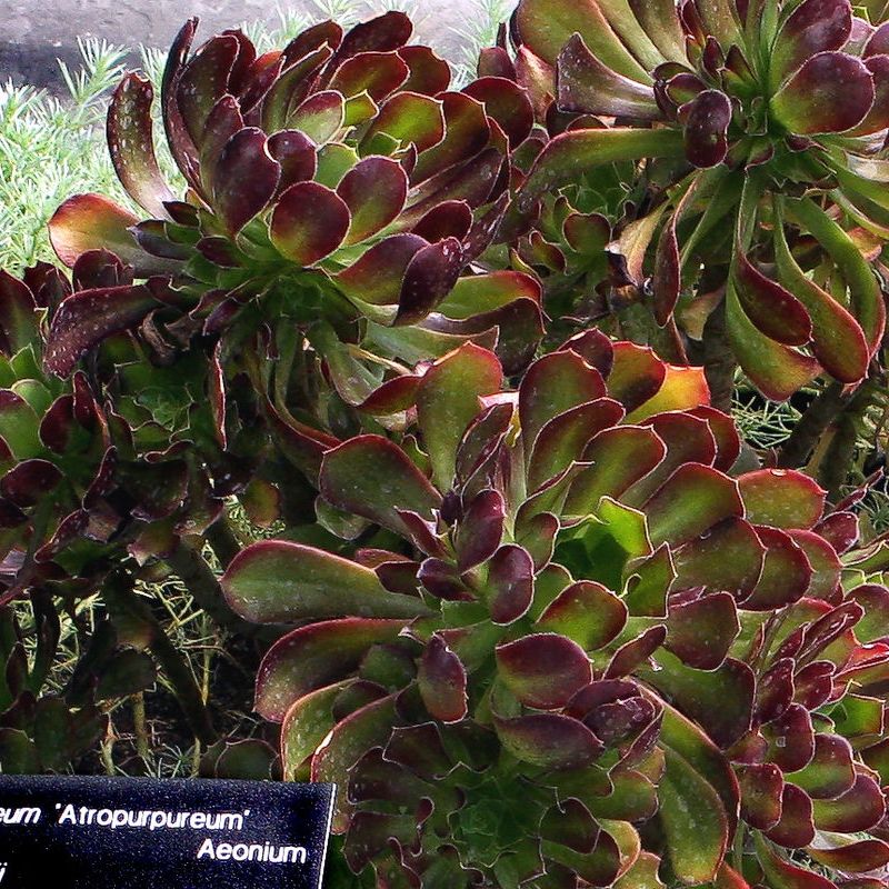 aeonium stromkovité