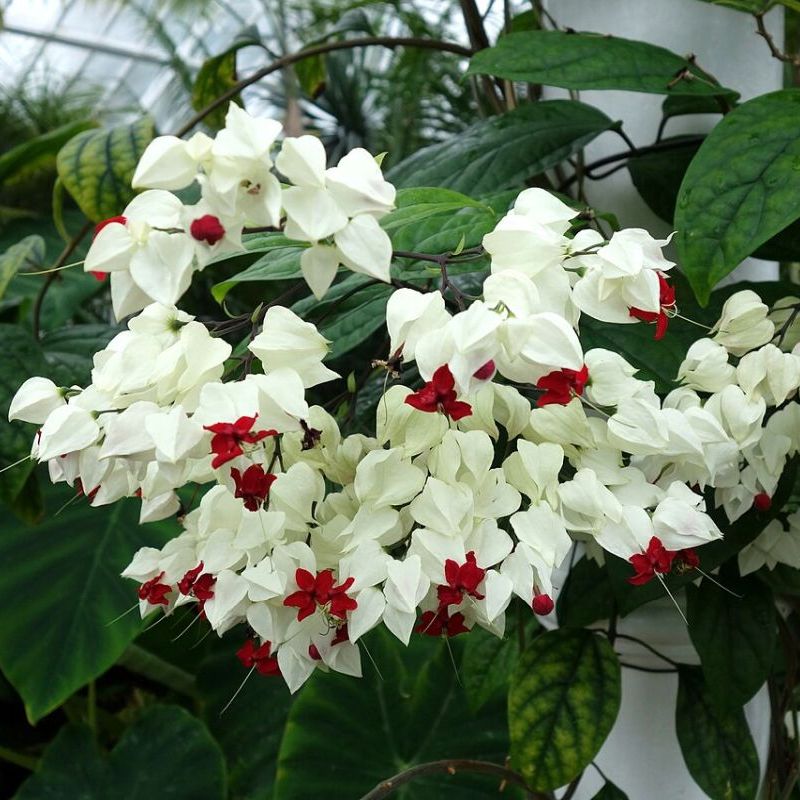 klerodendrum Thomsonovo