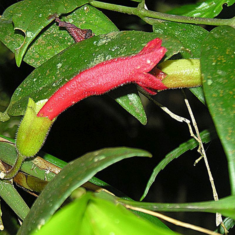 eschynanthus visutý