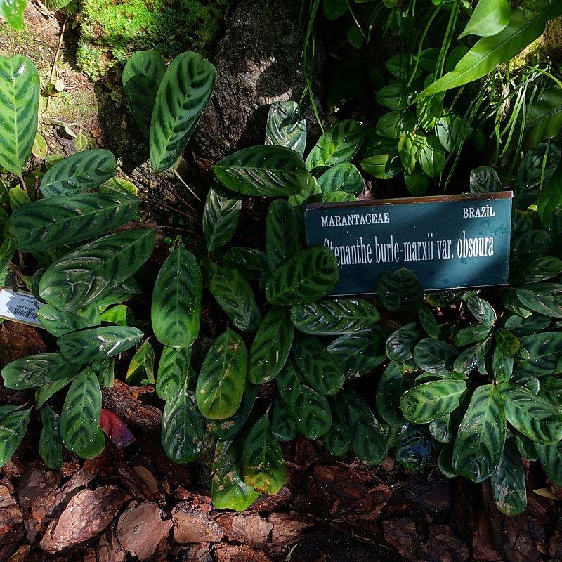 ctenanthe Burle-Marxova