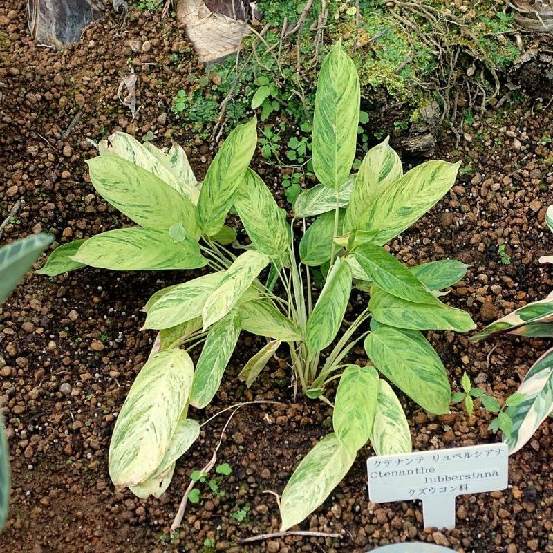 ctenanthe Lubbersova