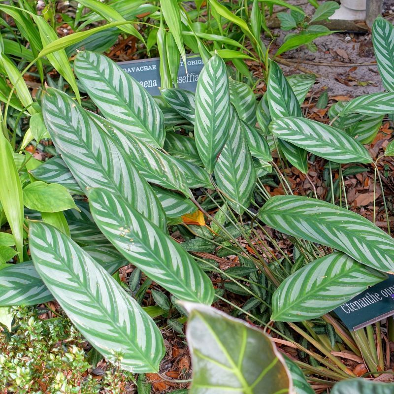 ctenanthe Oppenheimerova