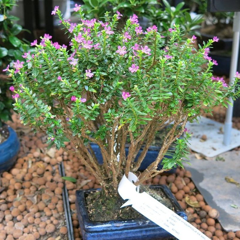 cuphea yzopolistá