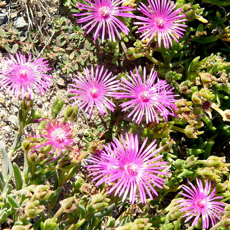 delosperma Cooperova