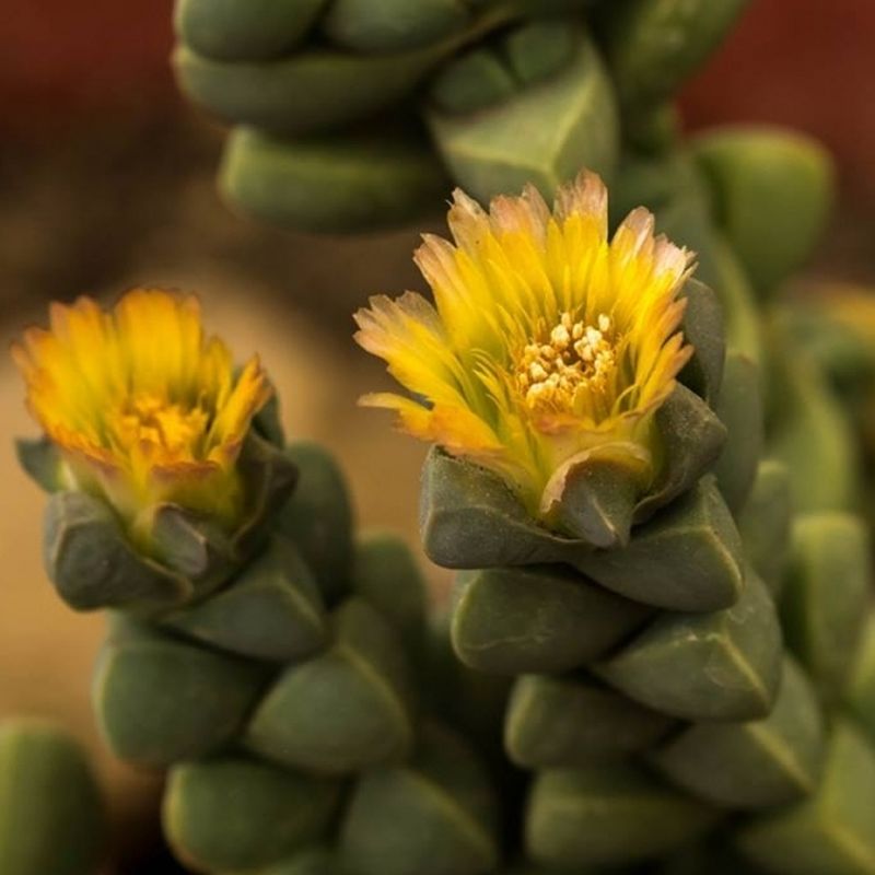 delosperma Lehmannova