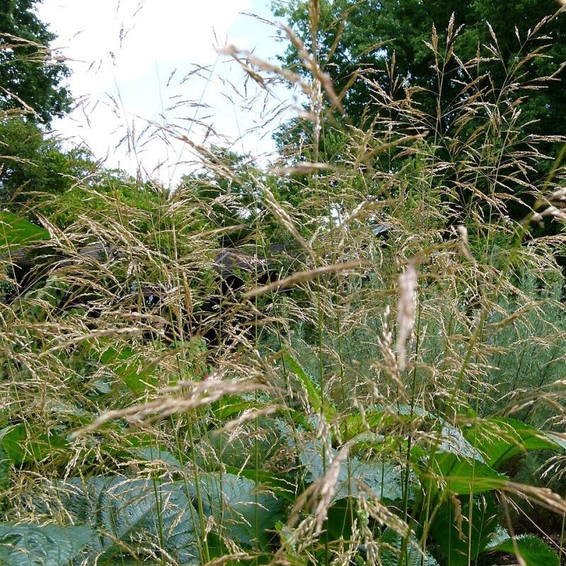 metlice trsnatá