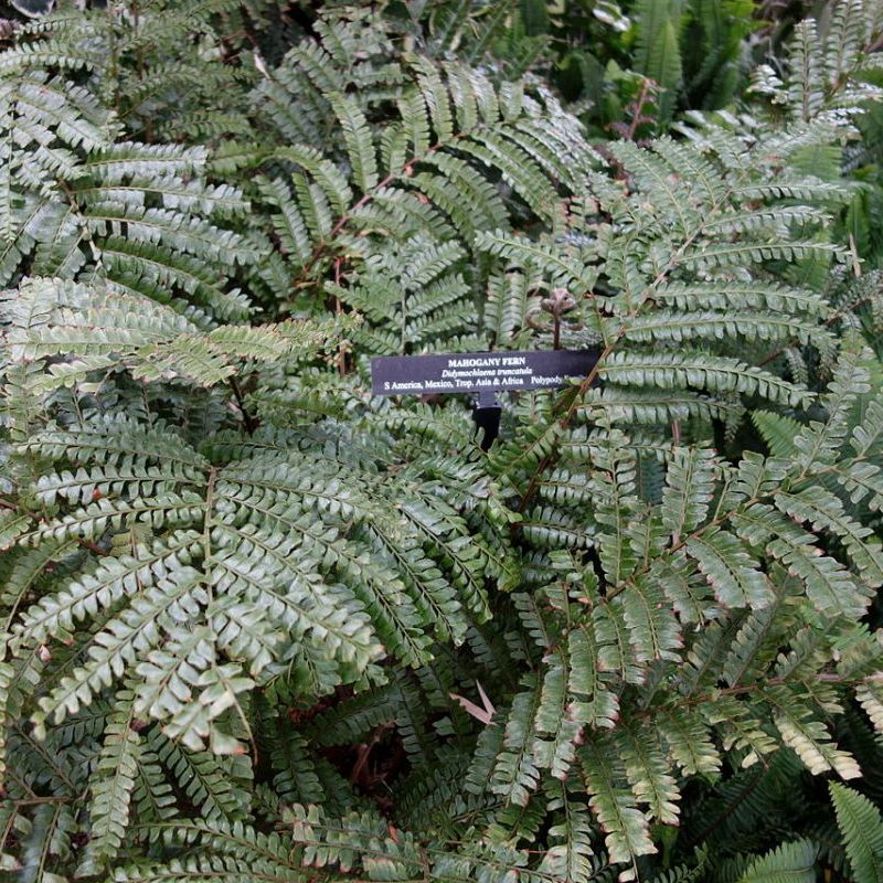 didymochlaina