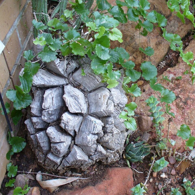 dioscorea sloní