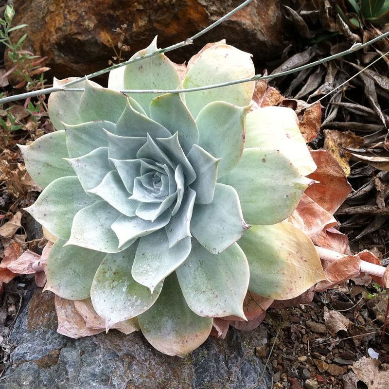 dudleya křídová