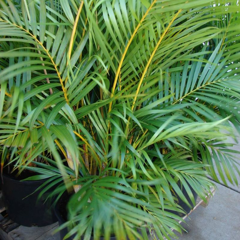 palma zlatoplodá