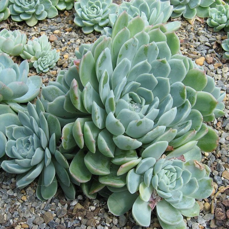 echeverie elegantní
