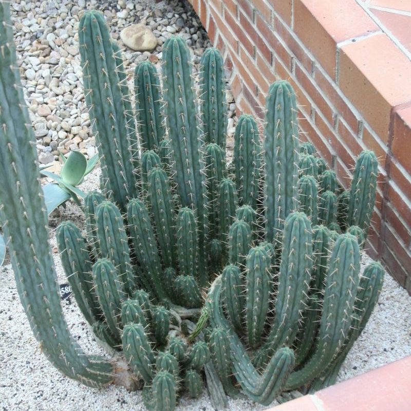 sanpedro