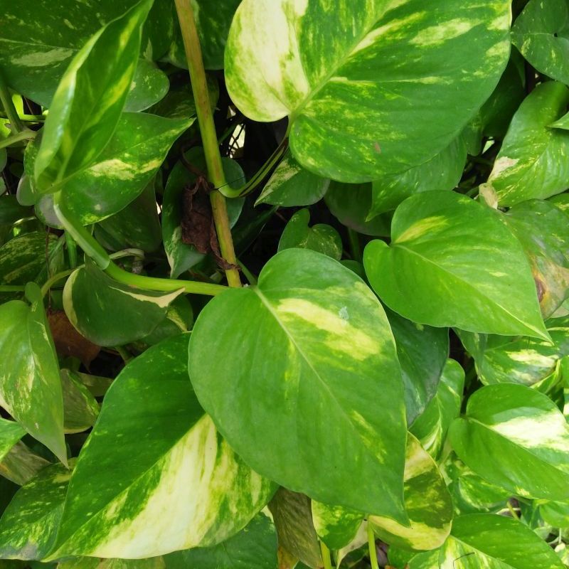 scindapsus zlatý