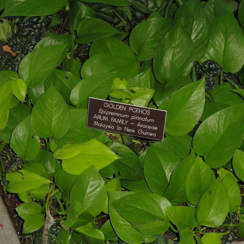 scindapsus zpeřený