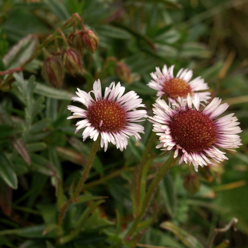 turanka alpská