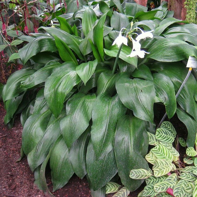 eucharis amazonská