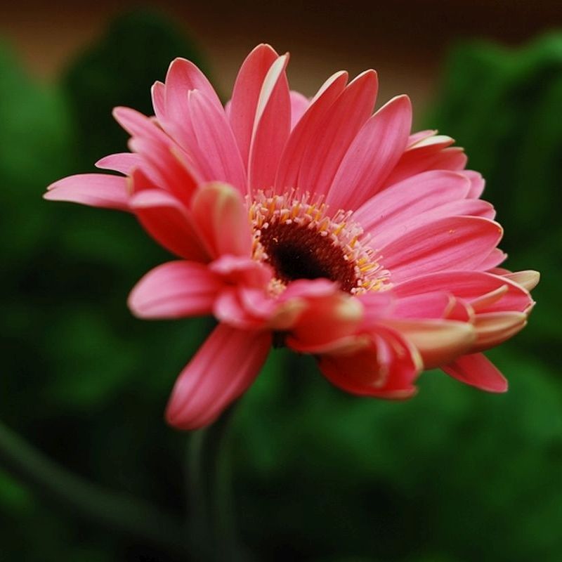 gerbera jamesonova