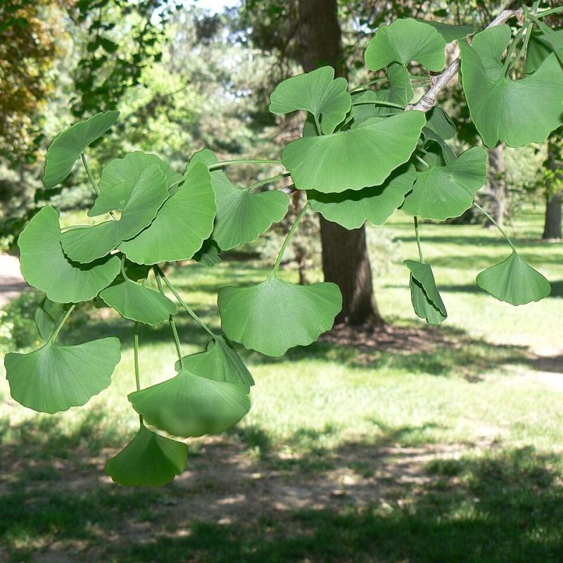 jinan dvoulaločný