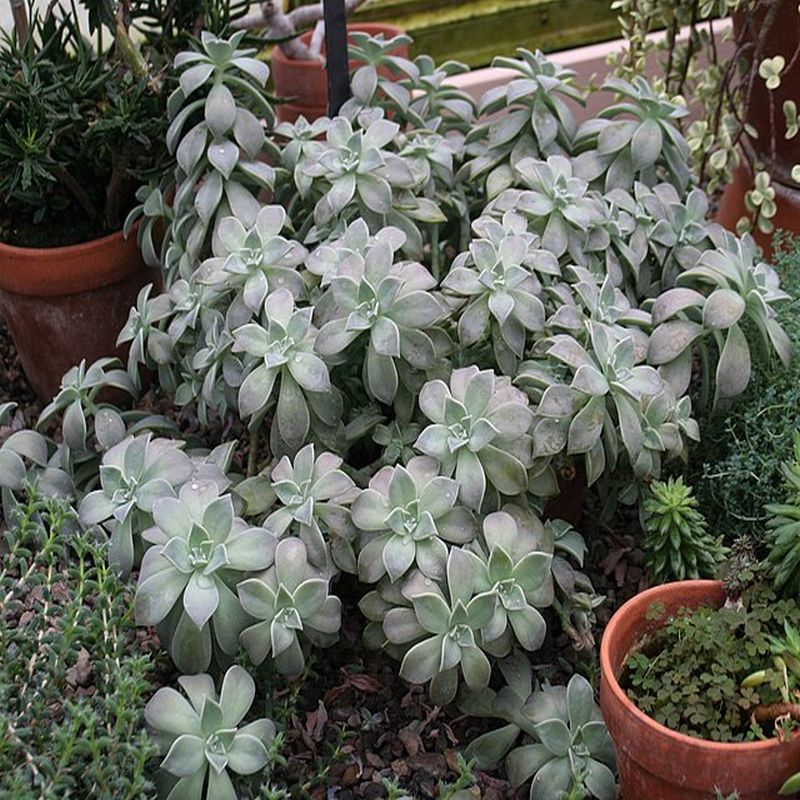 graptopetalum paraguayské