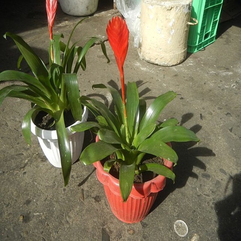 Hechtia tillandsioides