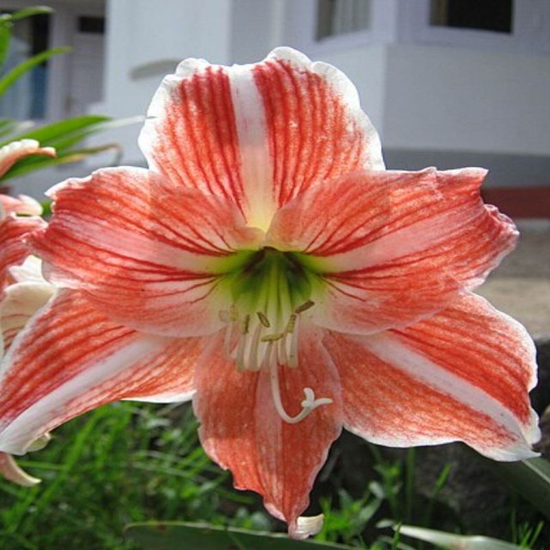 hippeastrum