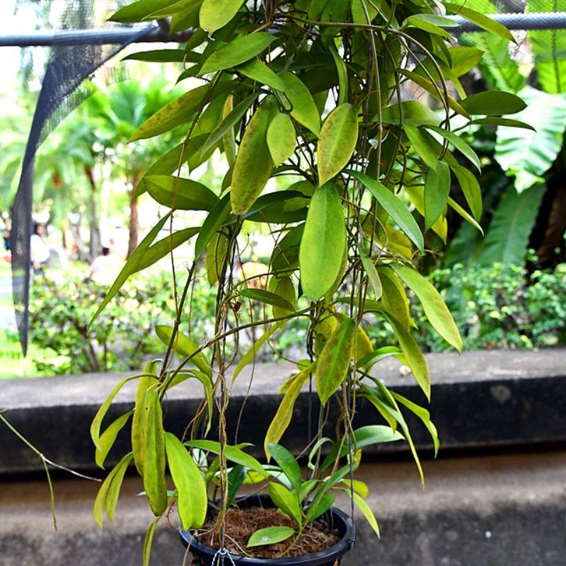 voskovka pubicalyx