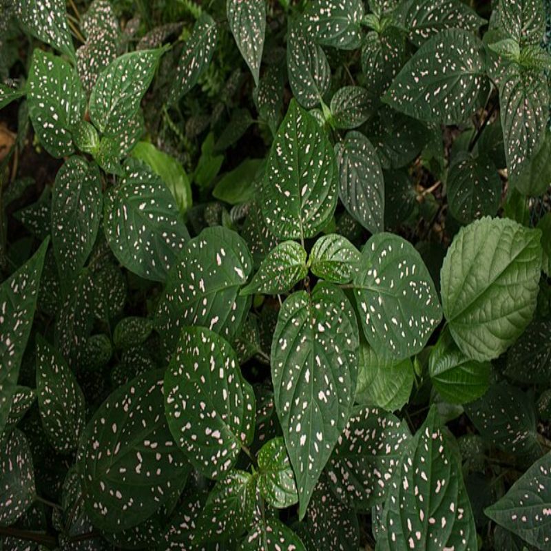 hypoestes