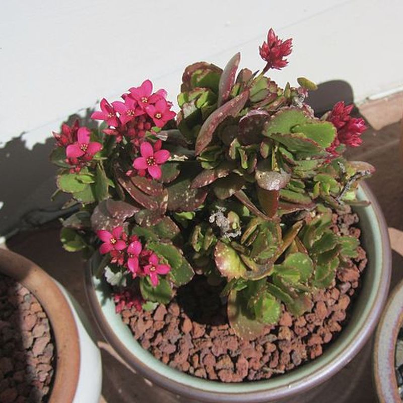 kolopejka Blossfeldova