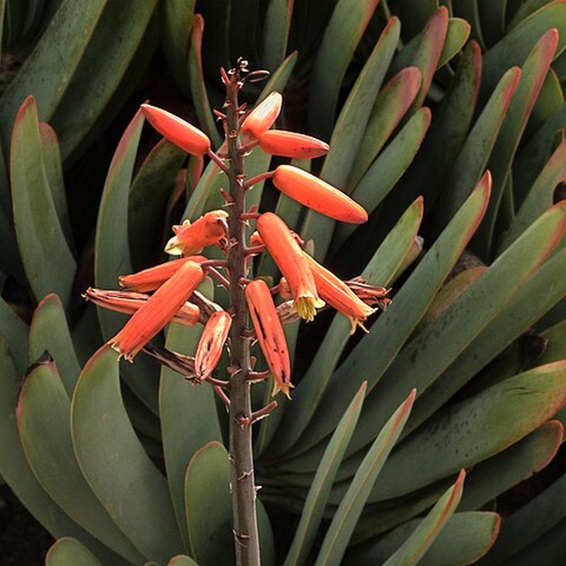 kumara plicatilis