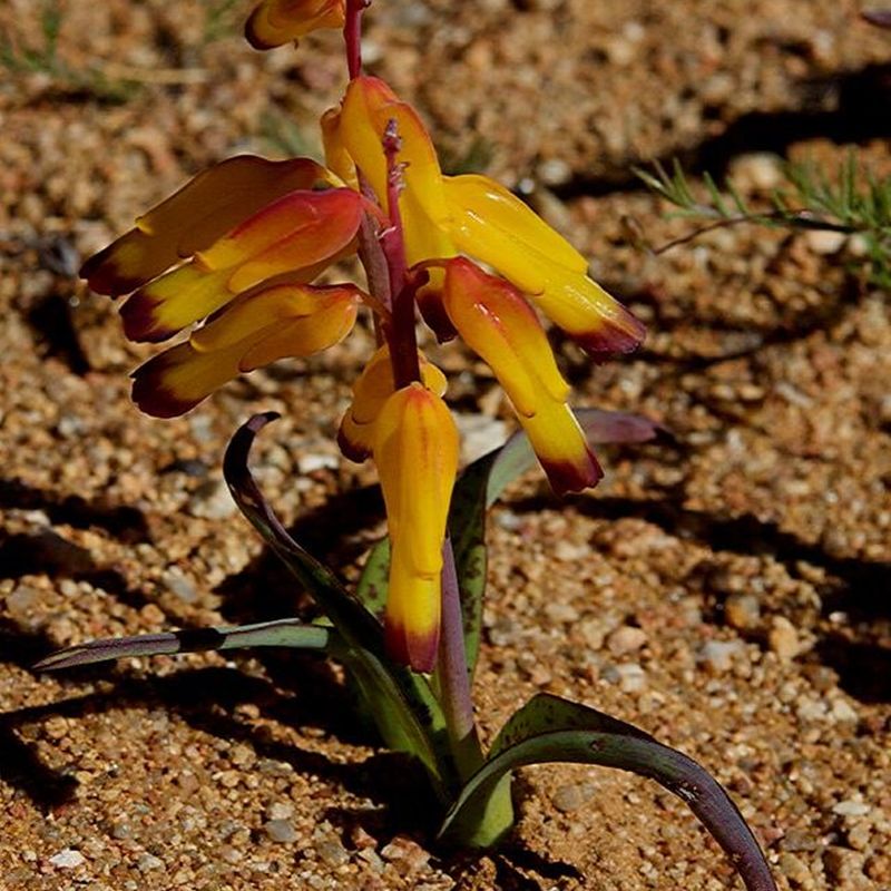 lachenalie aloeovitá