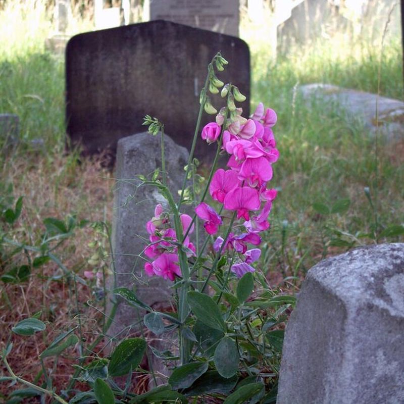 hrachor širokolistý