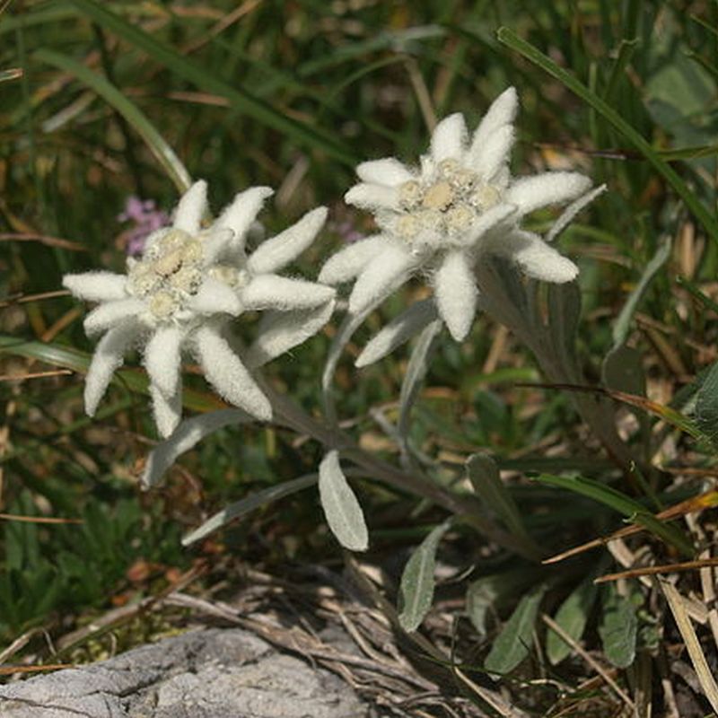 plesnivec alpský