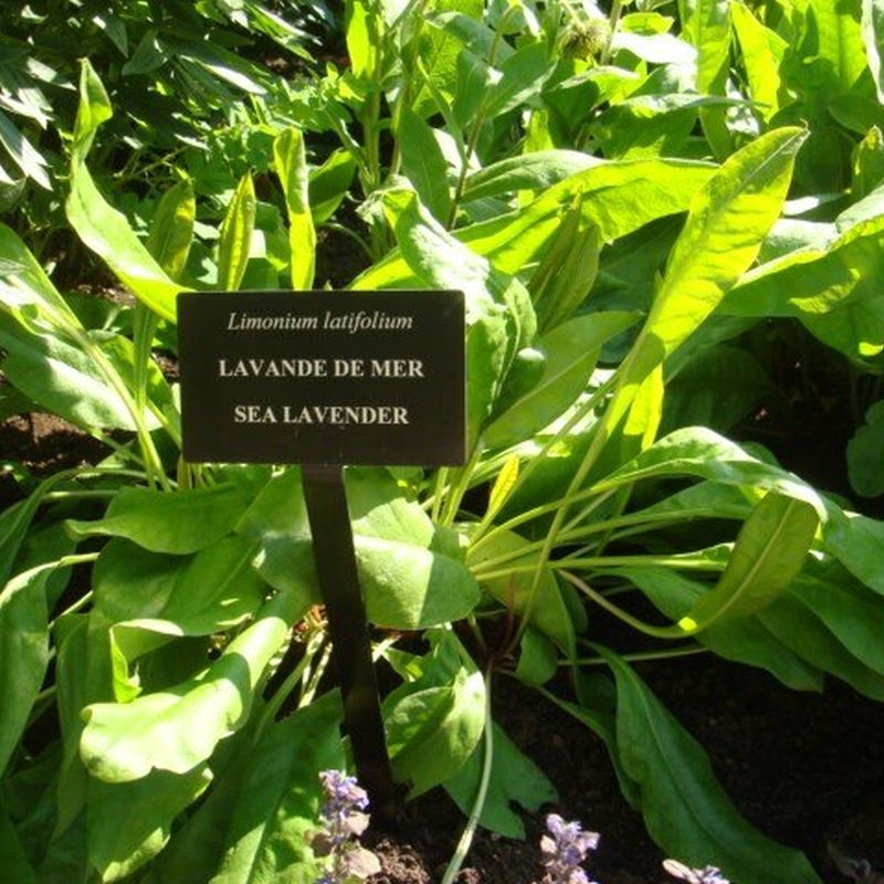 limonka širokolistá