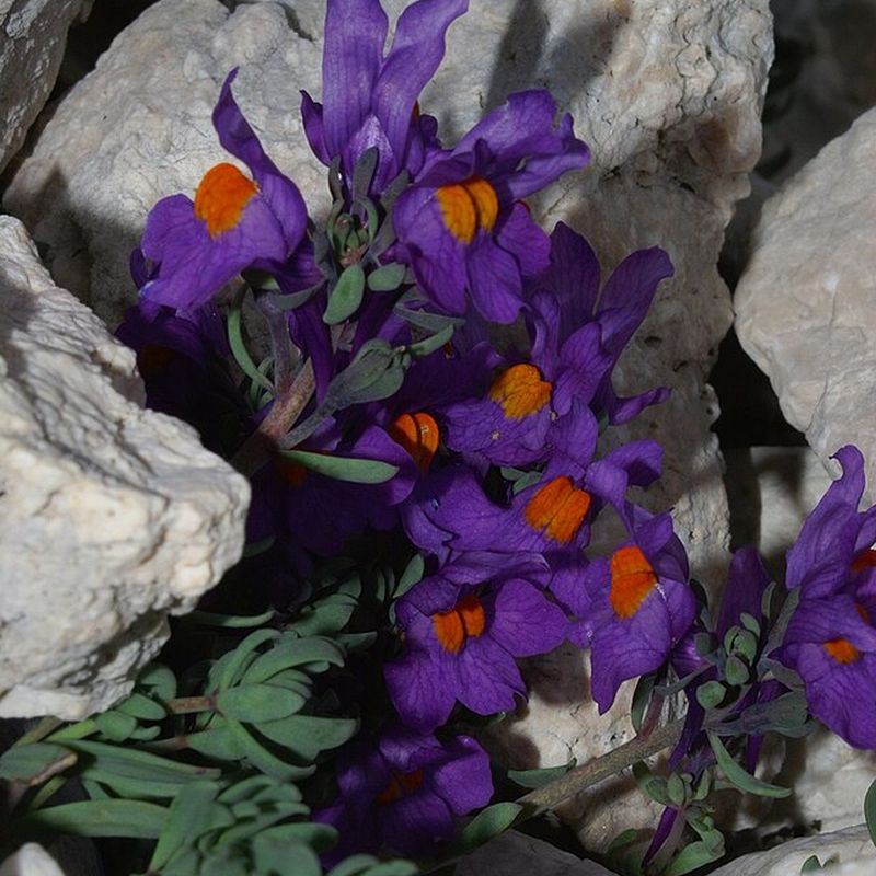 lnice alpská