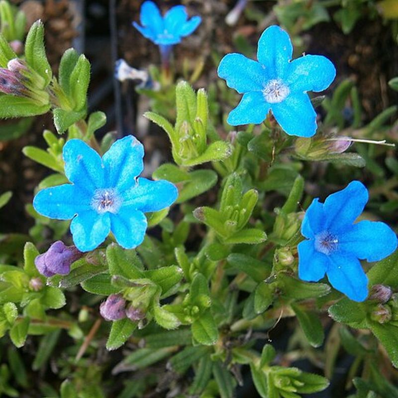 lithodora rozkladitá