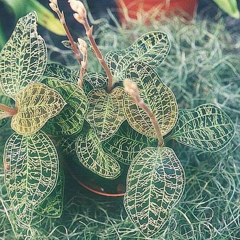 macodes petola