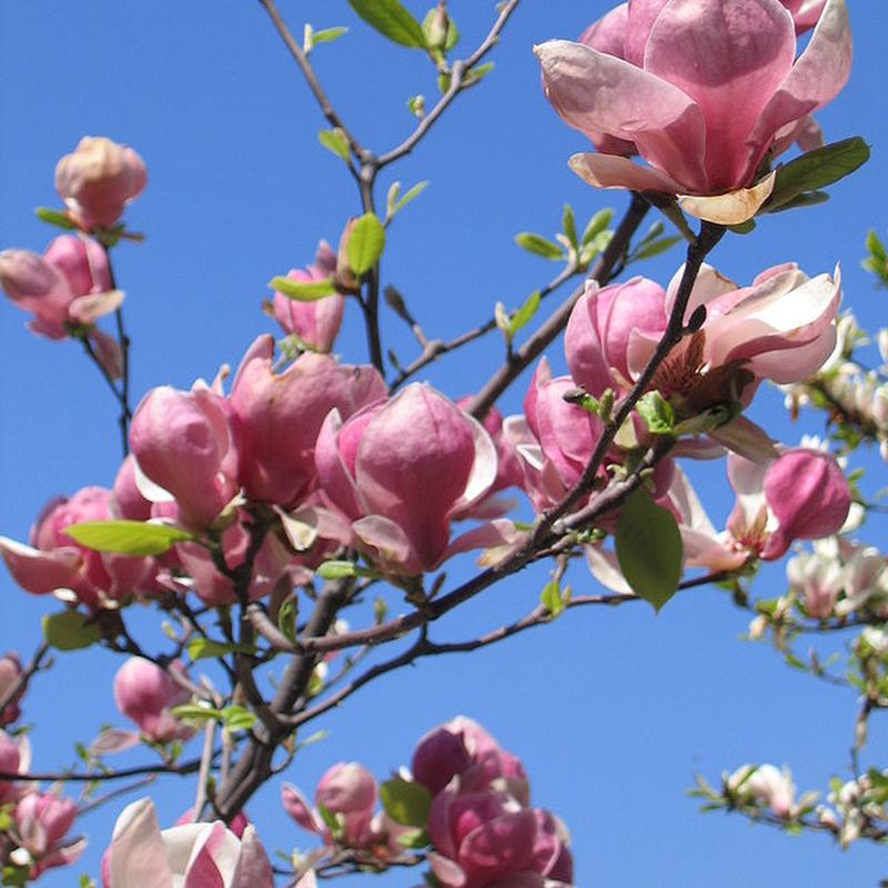 magnolie Soulangeova