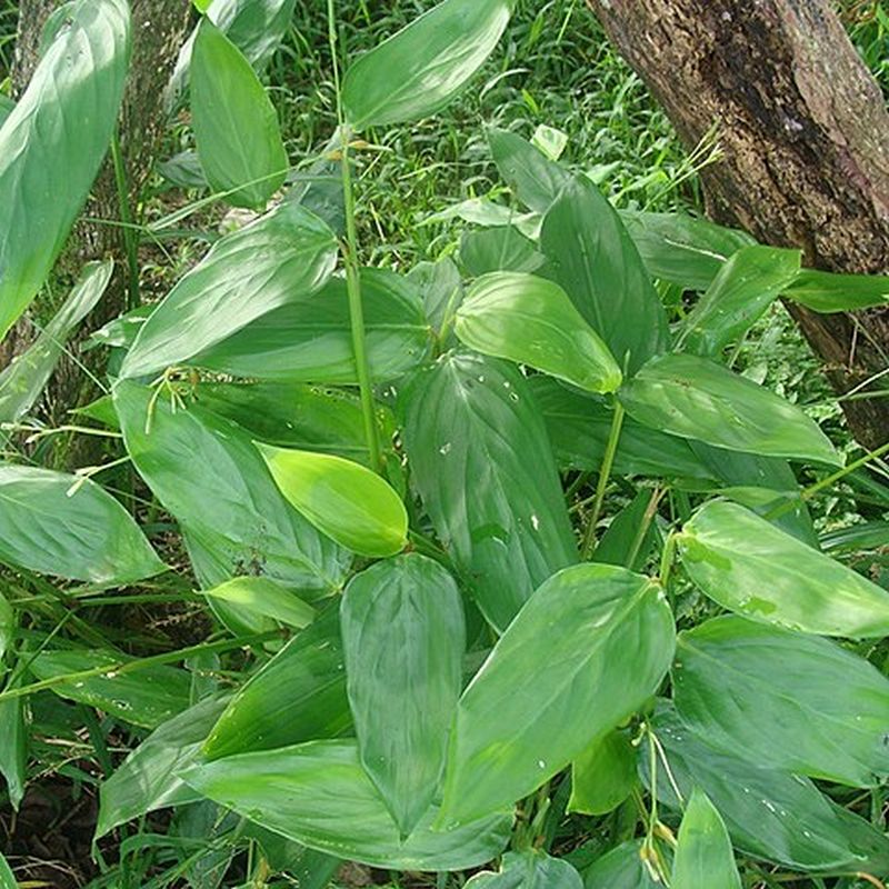 maranta rákosovitá