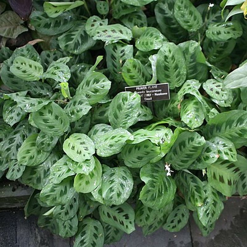 maranta běložilná